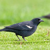 Tricolored Blackbird